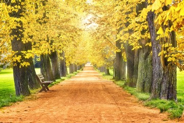 Alley in the Park in Sun rays. Autumn in the Park. the change of seasons. large trees and benches. Walking track at the green park landscape