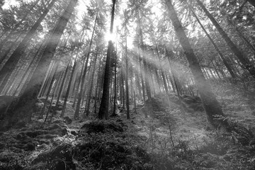 Great Forest, Fairytale forest in Sun rays, Walking in Czech Switzerland National Park