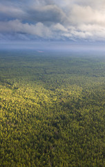 Summer calm day on the forest plain