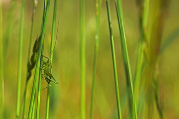 Sauterelle grimpant à la tige d'une plante ou fleur avec ses longues pattes et antennes. Insecte criquet prêt à bondir dans la campagne sauvage du Sud de la France, en Provence au soleil de l'été.