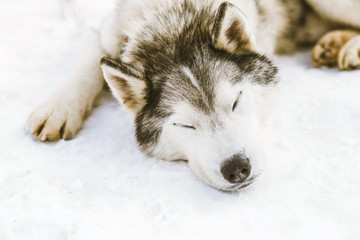 Siberian Husky sleeping on snow
