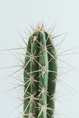 cactus with white background  © luili