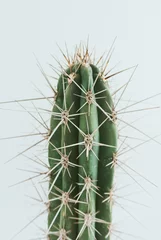 Fototapeten Kaktus mit weißem Hintergrund © luili