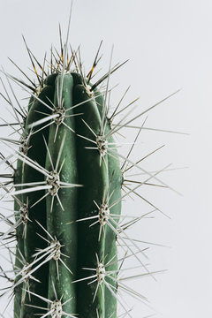 cactus with white background 