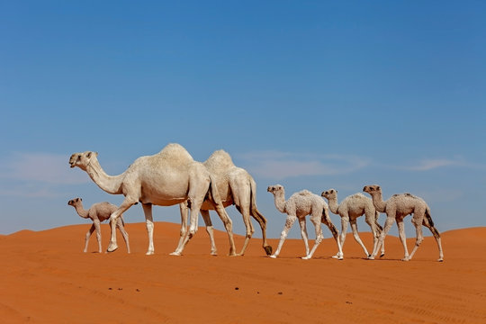Camel calves walking in desert, Riyadh, Saudi Arabia