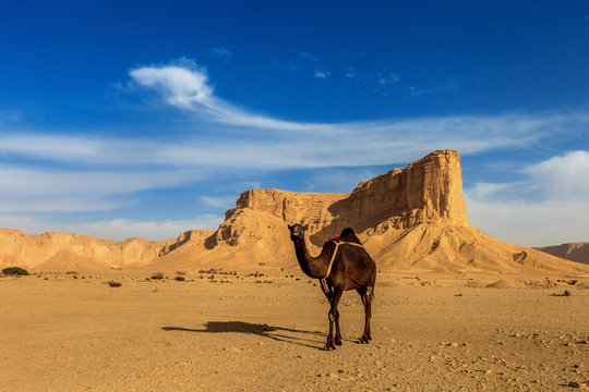 Camel in the desert, Riyadh, Saudi Arabia