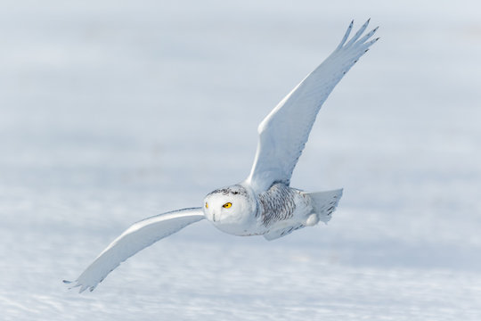 Snowy owl flying over snowy landscape