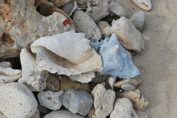 Group of sea shells with sand