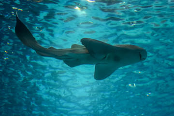 Fish swimming in clear blue water