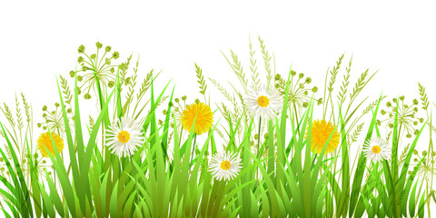Green Grass, Dandelions and Chamomile. Long format Raster illustration