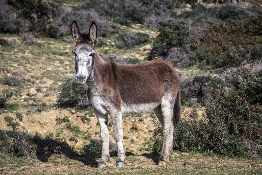 Donkey standing on grassy landscape