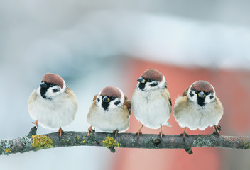 picture group of funny little birds sparrows on a branch in the garden on a clear day