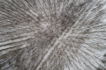 Top view of deciduous forest covered with snow