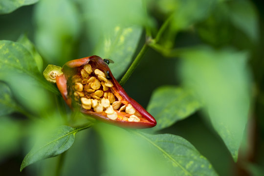 Chillies Come Out Of Too Much Growth Or Disease. Chill Out To See The Yellow Seeds, It Is The Food Of Birds And Insects.