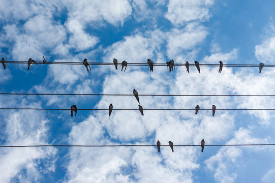 flock of swallows sitting on wires against blue sky