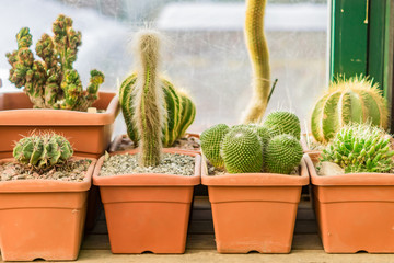 different sorts of cactuses in pots on window sill