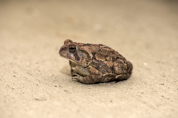Toad
