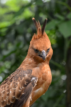 Javan hawk eagle, Java, Indonesia