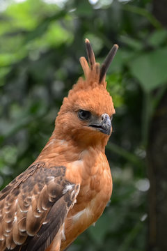 Javan hawk eagle, Java, Indonesia
