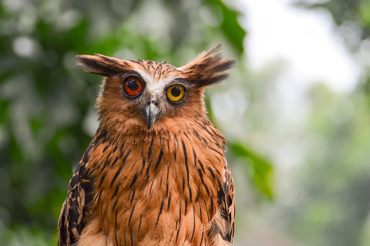 Buffy fish Owl with heterochromia, West Java, Indonesia