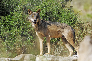 Fototapeta premium Iberischer Wolf (Canis lupus signatus) - Iberian wolf 
