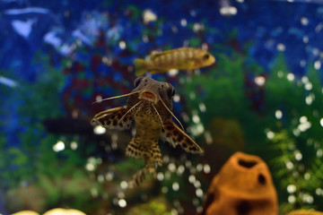 Aquarium life -  portrait of fish Catfish-swivel (Synodontis nigriventris)