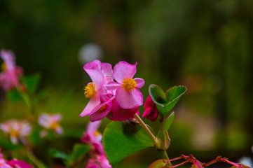Pink flower in the garden