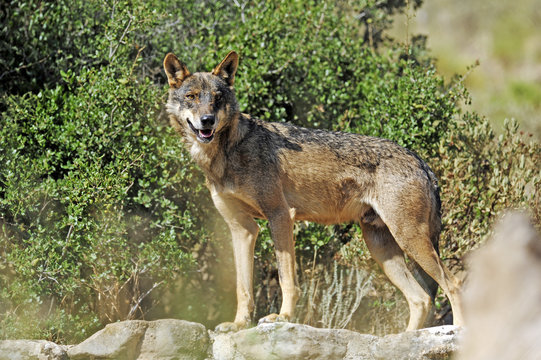 Iberischer Wolf (Canis lupus signatus) - Iberian wolf 