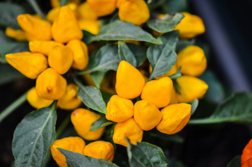 Obraz premium summer flowers close up view