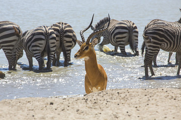 Impala looking away with zebras