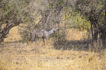 Kudu walking in brush 3778