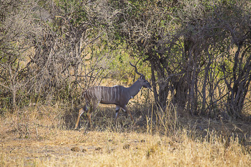 Kudu walking Ngorongoro crater 3785