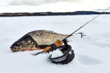 Winter fishing for whitefish off the ice. Composition with winter fishing rod.