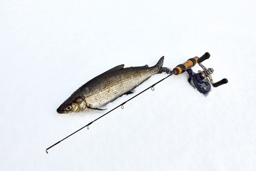 Winter fishing for whitefish off the ice. Composition with winter fishing rod.
