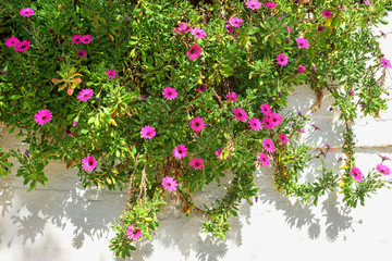 Bright red flowers in greenery on white wall background. Sunny morning in Greece.