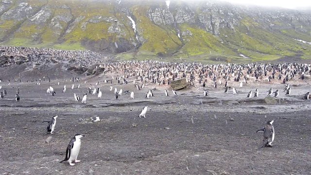 Panning of Chinstrap penguin rookery at Baily Head on Deception Island in Antarctica. 
