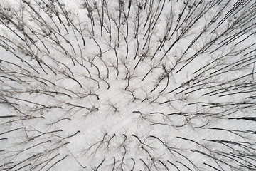 Top view of deciduous forest covered with snow