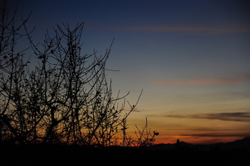 atardecer en el almendro