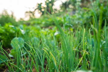 green grass with water drops