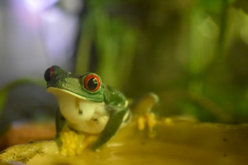 Green frog with bright red eye