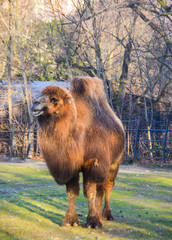 camello peludo