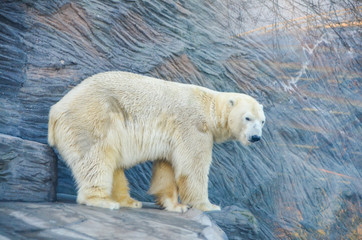 Obraz na płótnie Canvas Oso polar adulto