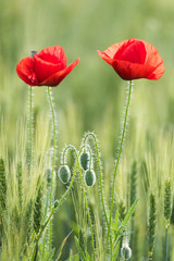 Fototapeta na wymiar Closeup of two beautiful red poppies in a wheat green field in the summer, Dobrogea,Romania