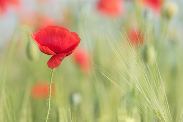 Obraz premium Closeup of a beautiful red poppy in a wheat green field in the summer, Dobrogea,Romania