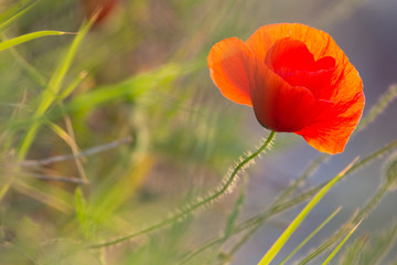 Obraz premium Closeup of a beautiful red poppy in a wheat green field in the summer, Dobrogea,Romania