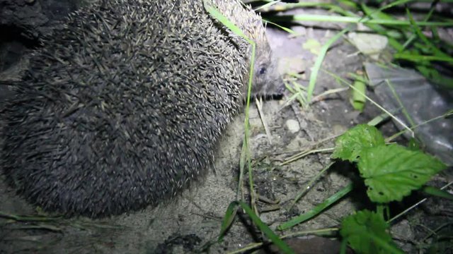 русский язык 5 класс упражнение 351. в орлова еж фонарик не включил.