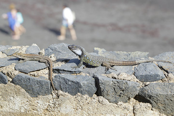Tenerife Lizard or Western Canaries Lizard (Gallotia galloti), Tenerife, Canary Islands, Spain