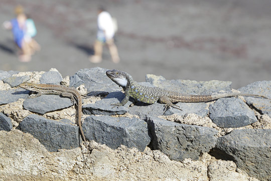 Tenerife Lizard or Western Canaries Lizard (Gallotia galloti), Tenerife, Canary Islands, Spain