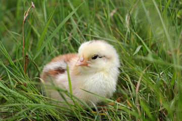 Cute Little Chicken.