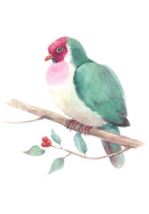 Watercolor fruit dove